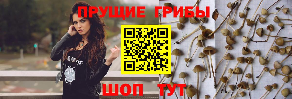 Галлюциногенные грибы Cubensis Новороссийск